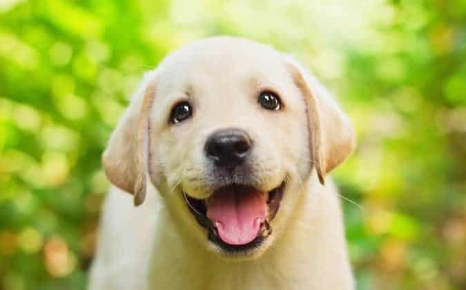 mascotas nos hace más felices