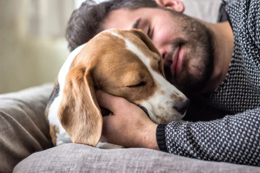 Las investigaciones demuestran que los perros pueden oler si alguien está estresado.