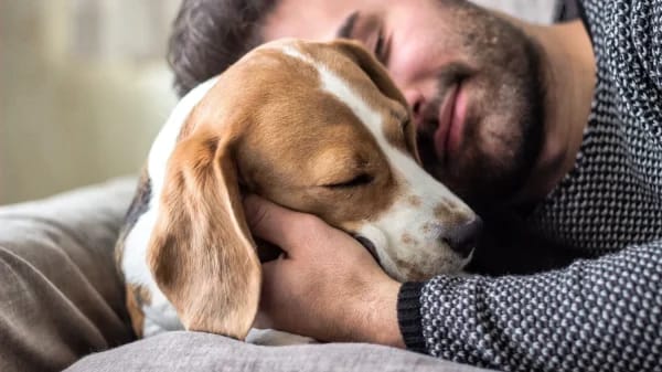 Las investigaciones demuestran que los perros pueden oler si alguien está estresado. 5 Las investigaciones demuestran que los perros pueden oler si alguien está estresado.