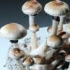 ¿Quién consume psilocibina? La primera encuesta nacional revela el perfil demográfico de los usuarios de hongos mágicos.