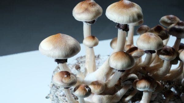 ¿Quién consume psilocibina? La primera encuesta nacional revela el perfil demográfico de los usuarios de hongos mágicos. 3 ¿Quién consume psilocibina? La primera encuesta nacional revela el perfil demográfico de los usuarios de hongos mágicos.